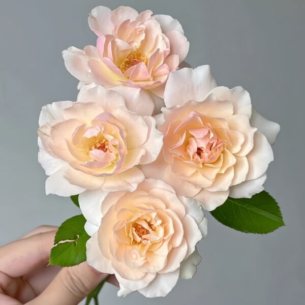 Chou Chou Rose