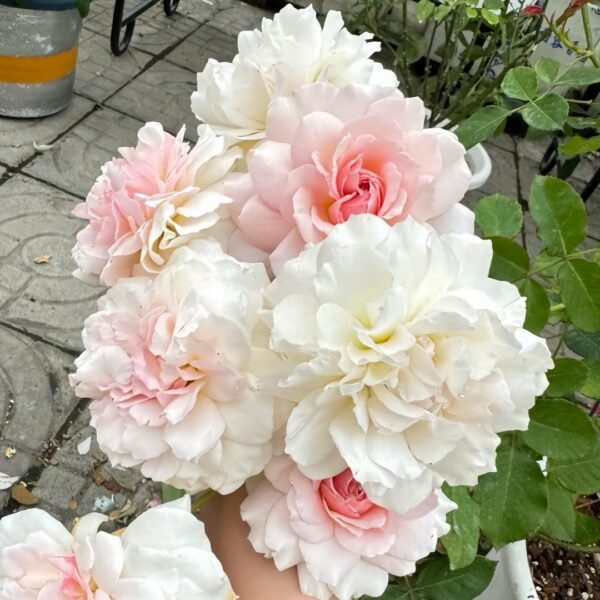 Chou Chou Rose