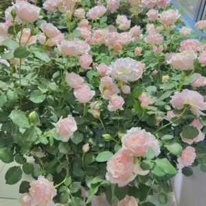 Chou Chou Rose