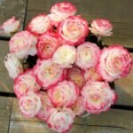 Chuzhuang Rose