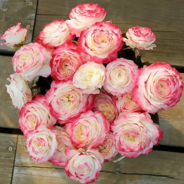 Chuzhuang Rose01 Chuzhuang Rose