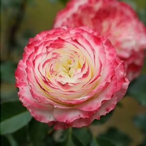 Chuzhuang Rose