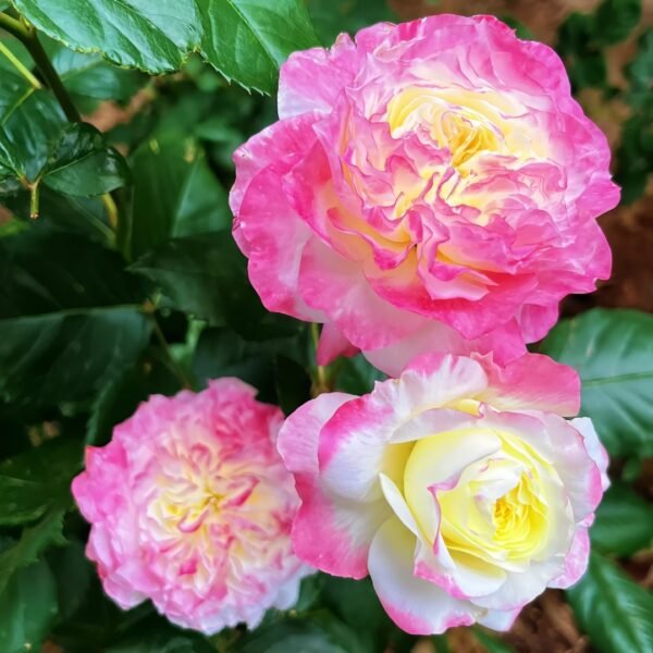 Chuzhuang Rose