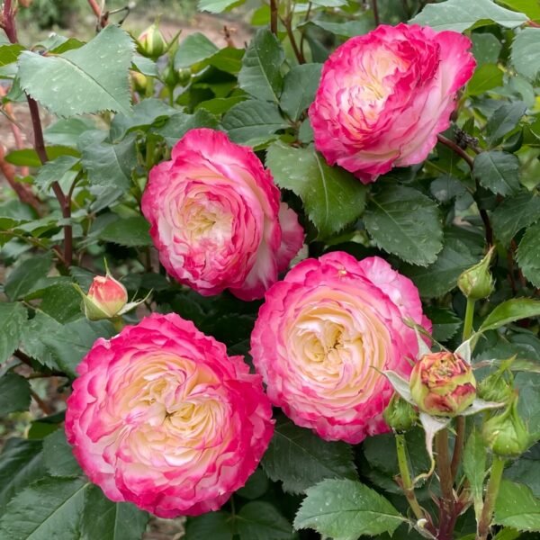 Chuzhuang Rose