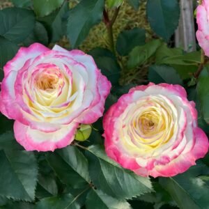 Chuzhuang Rose
