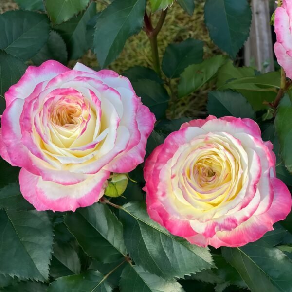 Chuzhuang Rose