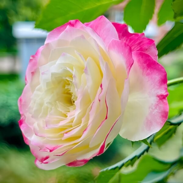 Chuzhuang Rose