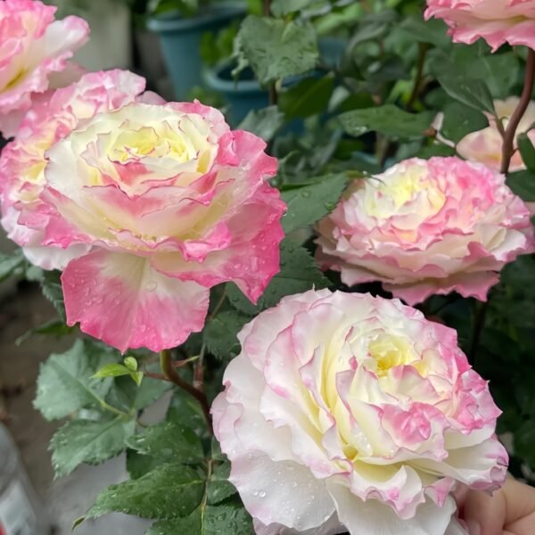 Chuzhuang Rose