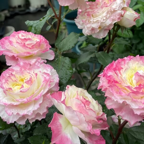 Chuzhuang Rose