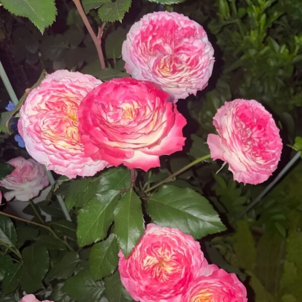 Chuzhuang Rose