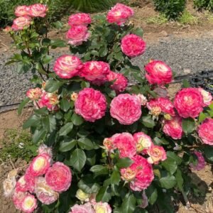 Chuzhuang Rose Plant|初妆 - 图片 10