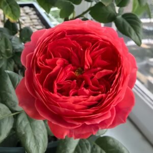 Cinnabar Bowl Rose