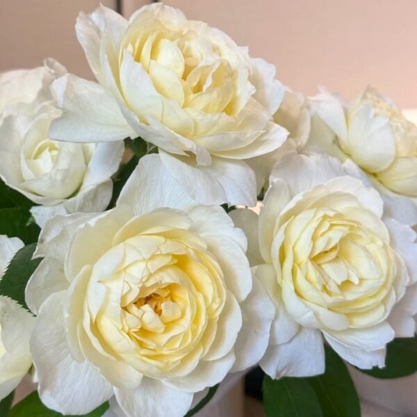 Claire Austin Rose