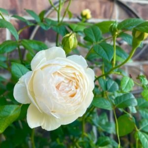 Claire Austin Rose