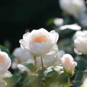 Claire Austin Rose