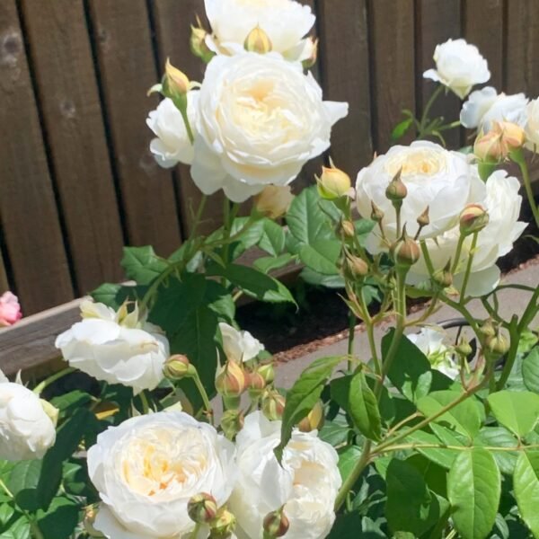 Claire Austin Rose