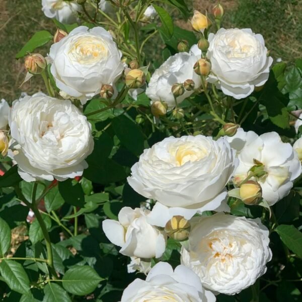 Claire Austin Rose