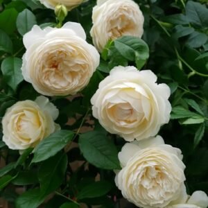 Claire Austin Rose