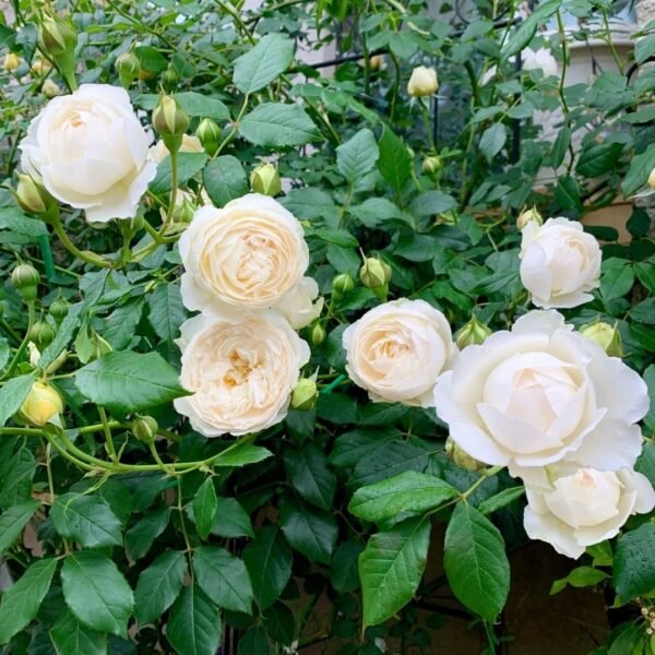 Claire Austin Rose
