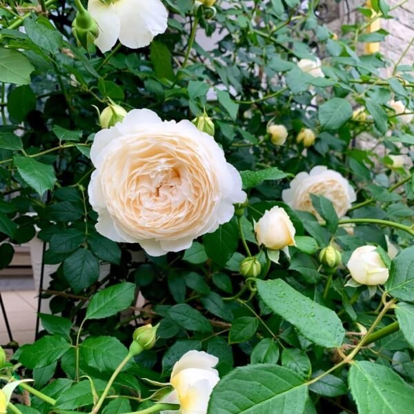 Claire Austin Rose