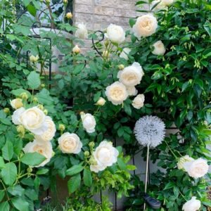 Claire Austin Rose