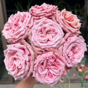 Cold Brew Rose