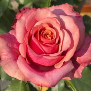 Cold Brew Rose