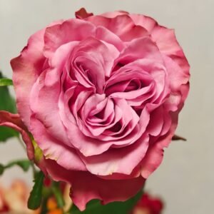 Country Blues Rose Plant|乡村蓝调 - 图片 10