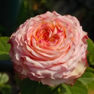Country Spirit House Rose