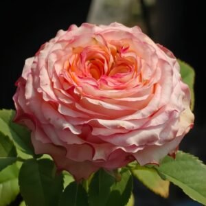 Country Spirit House Rose