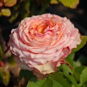 Country Spirit House Rose