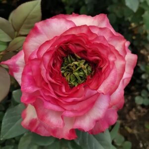 Country Spirit House Rose
