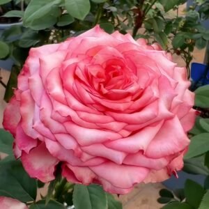 Country Spirit House Rose