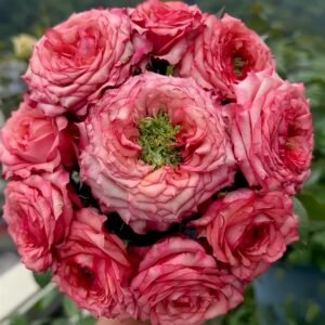 Country Spirit House Rose