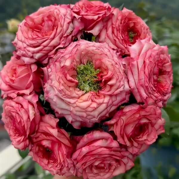 Country Spirit House Rose
