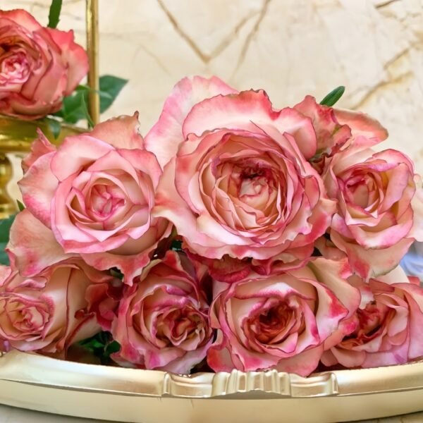 Country Spirit House Rose