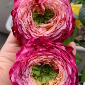 Country Spirit House Rose Plant |乡村雅舍 - 图片 9