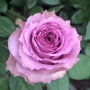 Country Spirit Song Rose