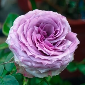 Country Spirit Song Rose