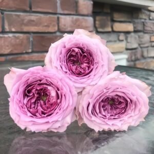 Country Spirit Song Rose