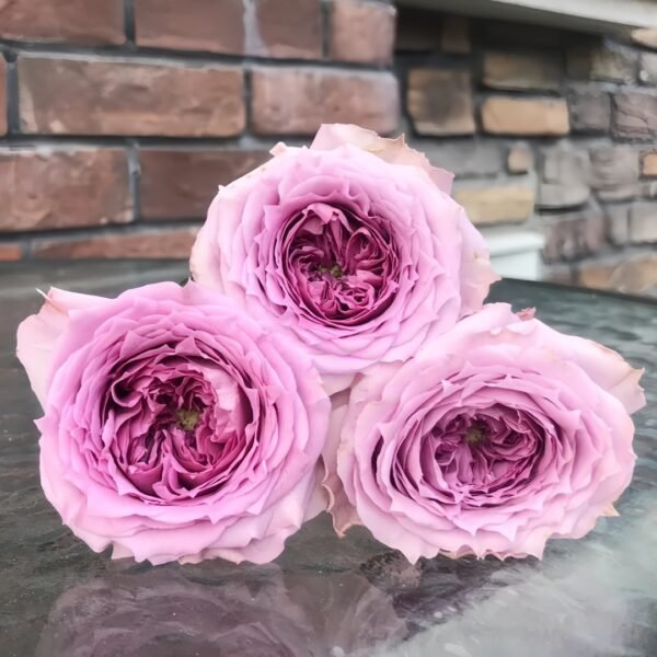 Country Spirit Song Rose