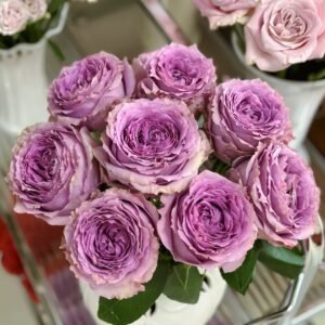 Country Spirit Song Rose