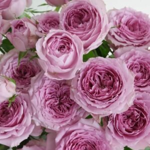 Country Spirit Song Rose