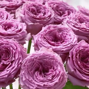 Country Spirit Song Rose
