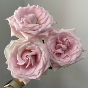 Dainty Parfum Rose