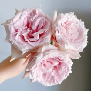 Dainty Parfum Rose