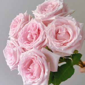 Dainty Parfum Rose