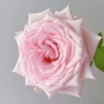 Dainty Parfum Rose
