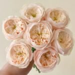 Darlington Rose