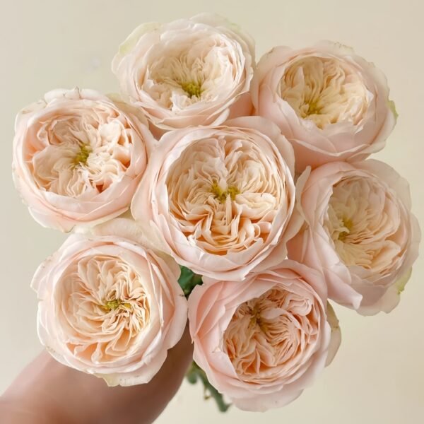 Darlington Rose01 Darlington Rose